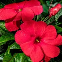 鳳仙花是四季花嗎為什么？